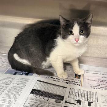 Terror -  Domestic Short Hair and Domestic Medium Hair Cat for Adoption in Pauls Valley, Oklahoma - Terror | PetCurious