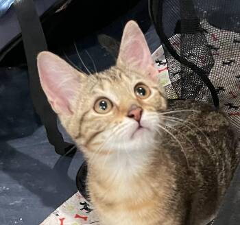 Tabby and Domestic Short Hair Cats Available for Adoption - Yoyo-Portofino PetSmart | PetCurious