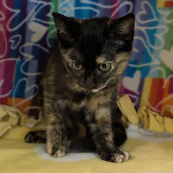 Jo -  Domestic Short Hair Cat for Adoption - Jo | PetCurious