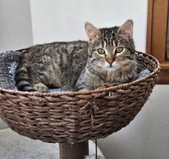 Keller -  Domestic Short Hair Cat for Adoption in Wheaton, Illinois - Keller | PetCurious