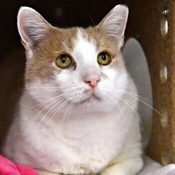 Clyde -  Domestic Short Hair Cat for Adoption in York, Pennsylvania - Clyde | PetCurious