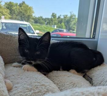 ANGELICA -  Domestic Short Hair Cat for Adoption in Leesburg, Virginia - ANGELICA | PetCurious