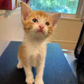 Domestic Short Hair Cats Available for Adoption in Lake Panasoffkee, Florida - Marki | PetCurious