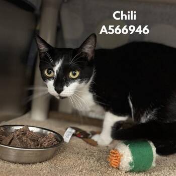 CHILLI -  Domestic Short Hair Cat Available for Adoption - CHILLI | PetCurious