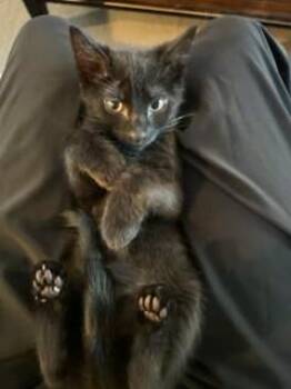 Oscar -  Bombay and American Shorthair Cat for Adoption in Bow, Washington - Oscar | PetCurious