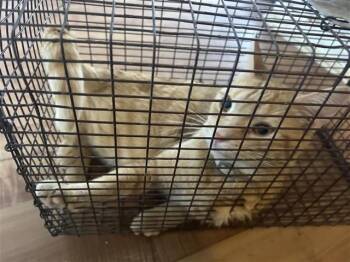 A659607 -  Domestic Short Hair Cat for Adoption in Houston, Texas - A659607 | PetCurious