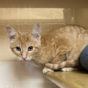 Headline 54653 -  Domestic Short Hair Cat for Adoption in Las Vegas, Nevada - Headline 54653 | PetCurious