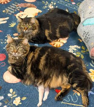 Widow & Roo -  Domestic Medium Hair Cat for Adoption in Mcdonald, Pennsylvania - Widow & Roo | PetCurious