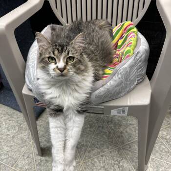 Rescue Domestic Medium Hair Cats for Adoption in Anchorage, Alaska - Cornelia | PetCurious