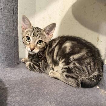 Tabby and Domestic Short Hair Cats Available for Adoption - Hornet | PetCurious