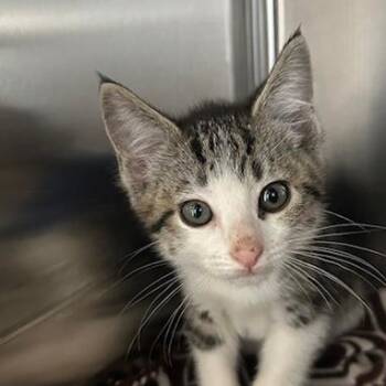 Domestic Short Hair Cats Available for Adoption in Knoxville, Tennessee - Taco Bell | PetCurious
