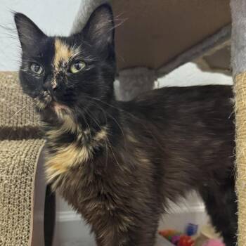 Sienna -  Domestic Short Hair Cat for Adoption in Vallejo, California - Sienna | PetCurious