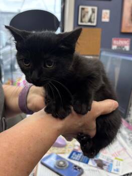 Paco -  Domestic Short Hair Cat for Adoption in Belton, Missouri - Paco | PetCurious