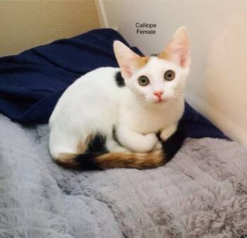 Calliope -  Domestic Short Hair Cat for Adoption in Leona Valley, California - Calliope | PetCurious