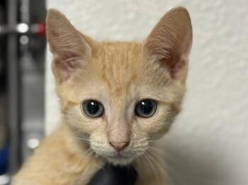 Topaz -  Domestic Short Hair Cat for Adoption in Portland, Oregon - Topaz | PetCurious