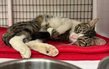 Domestic Short Hair Cats Available for Adoption in Trenton, New Jersey - Jaspurr | PetCurious