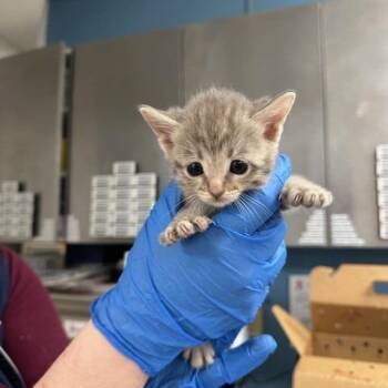Domestic Short Hair Cats Available for Adoption in Indianapolis, Indiana - Sabrina Catpenter | PetCurious