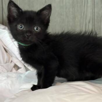 REBECCA -  Domestic Medium Hair Cat Available for Adoption in Auburn, California - REBECCA | PetCurious