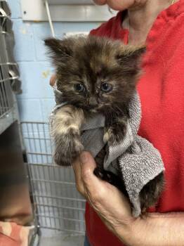 Oaks - At shelter -  Domestic Medium Hair Cat for Adoption in Rustburg, Virginia - Oaks - At Shelter | PetCurious