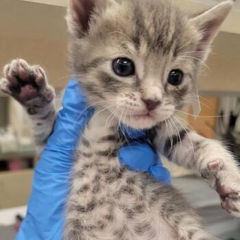 Domestic Short Hair Cats Available for Adoption in Westminster, California - Sydney | PetCurious