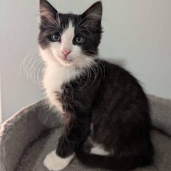 Tuxedo Cats Available for Adoption in Hamilton, Ontario - Celine - A Cuddly Sweetheart! | PetCurious