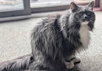 Ruby Sparkles Courtesy Listing -  Maine Coon Cat for Adoption in Absecon, New Jersey - Ruby Sparkles Courtesy Listing | PetCurious