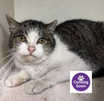 Domestic Short Hair Cats Available for Adoption - Costa | PetCurious