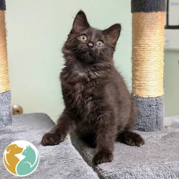 Little Bear -  Domestic Short Hair Cat for Adoption in Toledo, Ohio - Little Bear | PetCurious