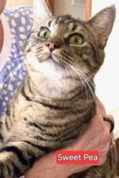 Domestic Short Hair Cats Available for Adoption - Sweet Pea | PetCurious