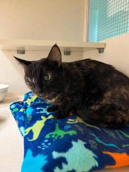 Myrtle -  Domestic Short Hair Cat for Adoption in Effingham, Illinois - Myrtle | PetCurious