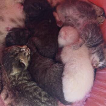 Newbie W5 -  Domestic Short Hair Cat for Adoption in Pahoa, Hawaii - Newbie W5 | PetCurious