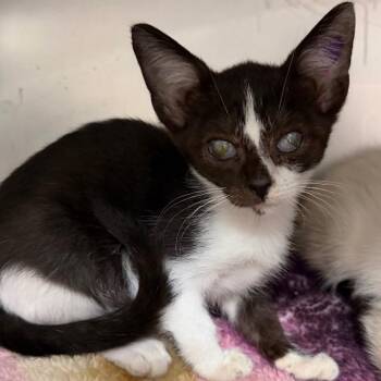 Tamara -  Domestic Short Hair Cat for Adoption in Cincinnati, Ohio - Tamara | PetCurious