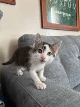Domestic Short Hair Cats Available for Adoption in Oceanside, California - Jess | PetCurious