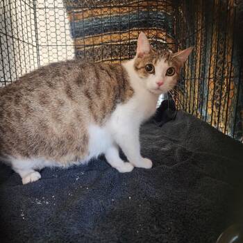 Dazzle -  Domestic Short Hair Cat for Adoption in Evensville, Tennessee - Dazzle | PetCurious