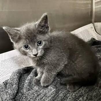 Domestic Short Hair Cats Available for Adoption in St. Louis, Missouri - BILLY | PetCurious
