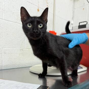 Natasha -  Domestic Short Hair Cat for Adoption in Edinburg, Texas - Natasha | PetCurious