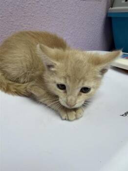 61749265 -  Domestic Short Hair Cat for Adoption in El Paso, Texas - 61749265 | PetCurious