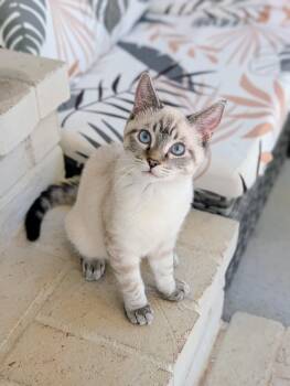 Miru -  Domestic Short Hair Cat for Adoption in Murfreesboro, Tennessee - Miru | PetCurious