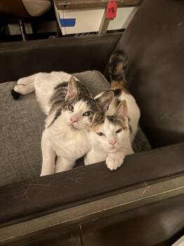 Rescue Domestic Short Hair Cats for Adoption in Melrose, Massachusetts - TJ And PJ | PetCurious