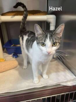 Rescue Domestic Short Hair Cats for Adoption in Hoopeston, Illinois - Hazel | PetCurious