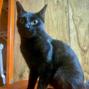 Rescue Domestic Short Hair Cats for Adoption in East Amherst, New York - Tessie | PetCurious