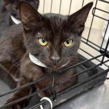 Aemond -  Domestic Short Hair Cat for Adoption in Pasadena, California - Aemond | PetCurious