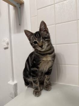Max (bonded with Murphy) -  Domestic Short Hair Cat for Adoption in Oakland, California - Max (bonded With Murphy) | PetCurious