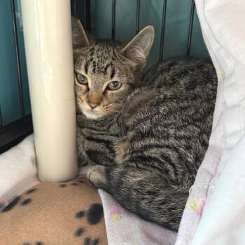 Powell -  Domestic Short Hair Cat for Adoption in Morristown, Vermont - Powell | PetCurious