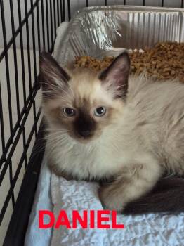 Daniel Daphne -  Domestic Short Hair Cat Available for Adoption in Rome, Georgia - Daniel Daphne | PetCurious