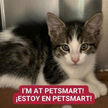 Rescue Domestic Short Hair Cats for Adoption in Carrollton, Texas - Damian | PetCurious