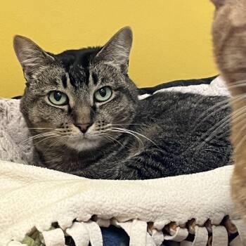 Rescue Domestic Short Hair Cats for Adoption in Chicago, Illinois - Whiskey | PetCurious