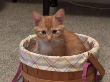 Rescue Domestic Short Hair Cats for Adoption in Little Rock, Arkansas - Scottie | PetCurious