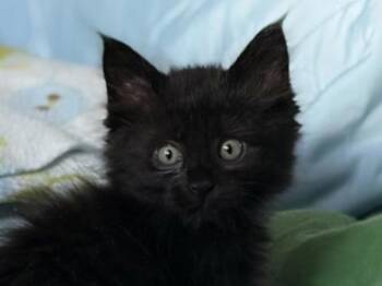 Fish Stick -  Domestic Long Hair Cat for Adoption in Portland, Oregon - Fish Stick | PetCurious