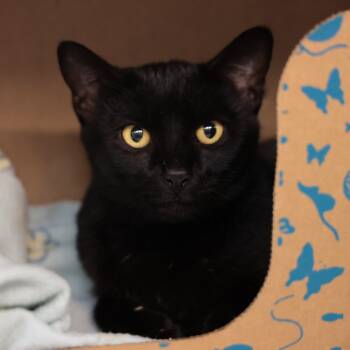 Rescue Domestic Short Hair Cats for Adoption in Goleta, California - Suz | PetCurious